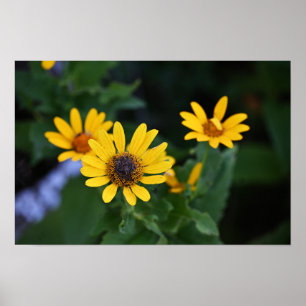 Poster photo Fleurs Jaunes