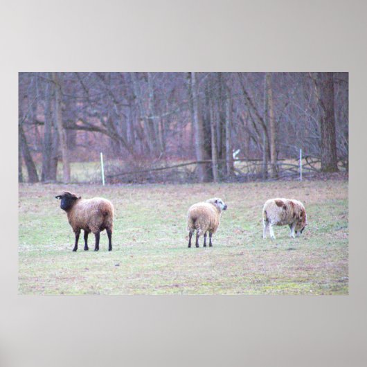 Poster photo Flock of Sheep (Devant)