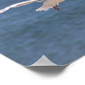 Poster photo Flying Seagull (Coin)