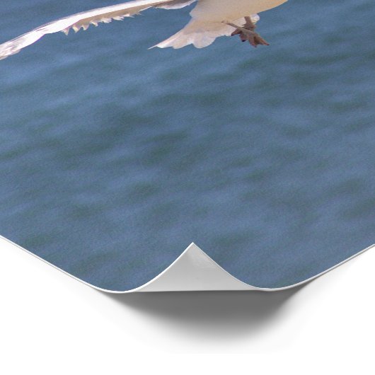 Poster photo Flying Seagull (Coin)
