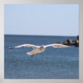 Poster photo Flying Seagull (Devant)