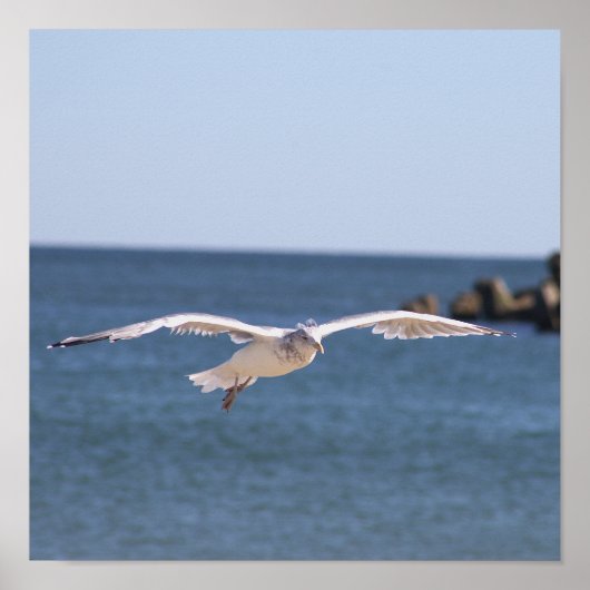 Poster photo Flying Seagull (Devant)