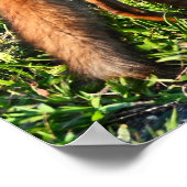 Poster photo Fox (Coin)