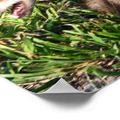 Poster photo Fox (Coin)
