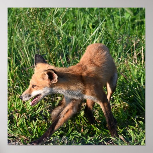 Poster photo Fox (Devant)