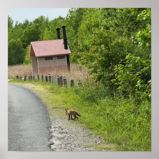 Poster photo Fox (Devant)