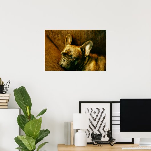 Poster photo French Bulldog (Bureau à domicile)