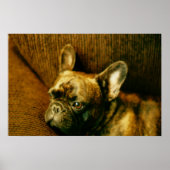 Poster photo French Bulldog (Devant)