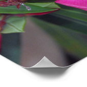 Poster Photo Fucshia Oleander (Coin)