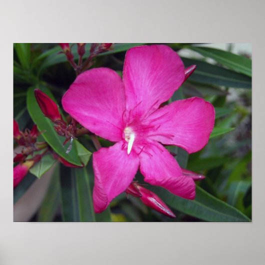 Poster Photo Fucshia Oleander (Devant)
