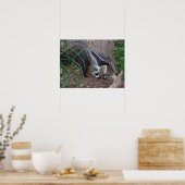 Poster photo Giant Anteater (Cuisine)