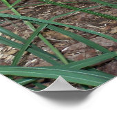 Poster photo Giant Anteater (Coin)