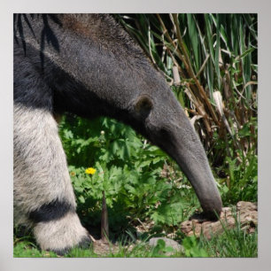 Poster photo Giant Anteater Imprimer