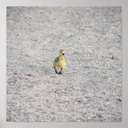 Poster photo Gosling (Devant)