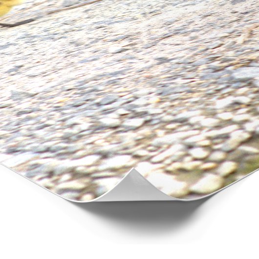 Poster photo Goslings (Coin)