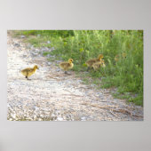 Poster photo Goslings (Devant)