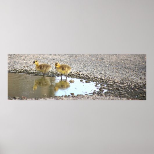 Poster photo Goslings (Devant)