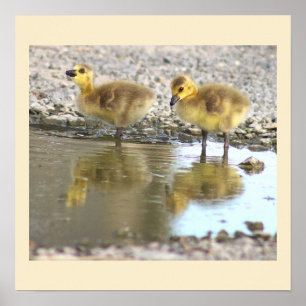 Poster photo Goslings