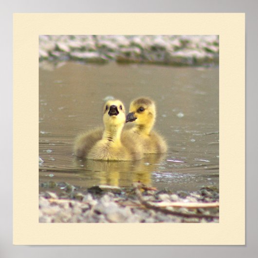 Poster photo Goslings (Devant)