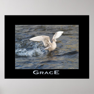 Poster photo GRACE Sea-Gull Landing