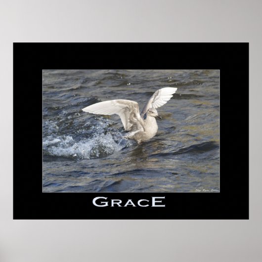 Poster photo GRACE Sea-Gull Landing (Devant)