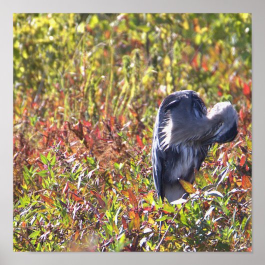 Poster photo Great Blue Heron (Devant)