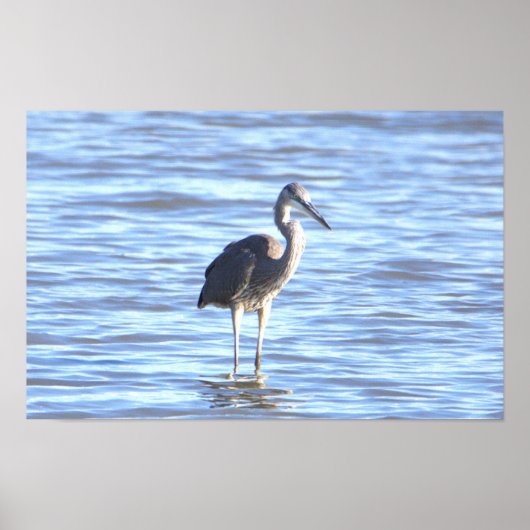 Poster photo Great Blue Heron (Devant)