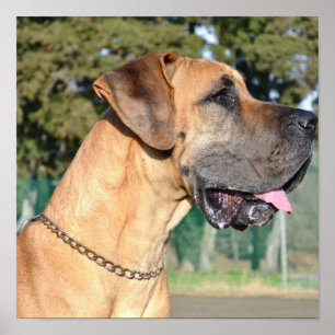 Poster photo Great Dane