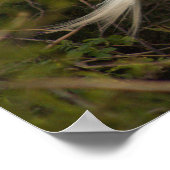 Poster photo Great Egret (Coin)