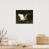 Poster photo Great Egret (Cuisine)