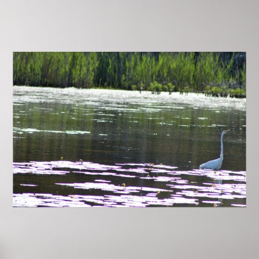 Poster Photo Great Egret Bird (Devant)