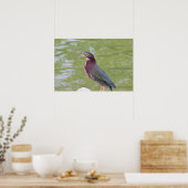 Poster photo Green Heron Bird (Cuisine)