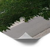 Poster photo Green Summer Family Tree (Coin)