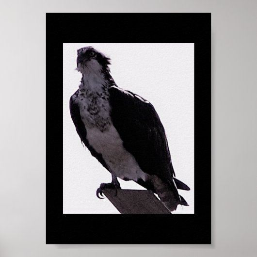 Poster Photo Hawk (Devant)