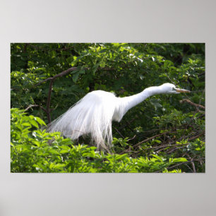 Poster photo Heron