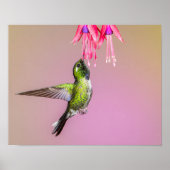 Poster Photo Hummingbird Fuchsia (Devant)