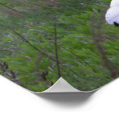 Poster photo Ibis Bird (Coin)