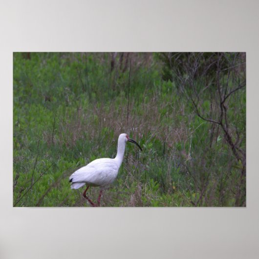 Poster photo Ibis Bird (Devant)
