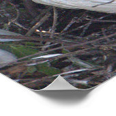 Poster photo Ibis blanc (Coin)