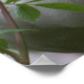 Poster photo Ibis blanc (Coin)