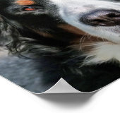 Poster Photo Image de Bouvier Bernois (Coin)