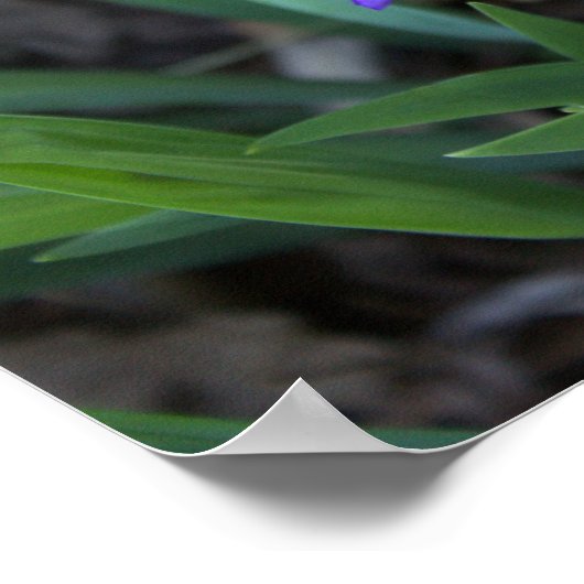 Poster photo Iris Flower (Coin)