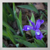 Poster photo Iris Flower (Devant)