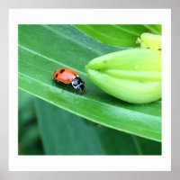 Photo Ladybug
