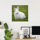 poster photo lapin lapin (Bureau à domicile)