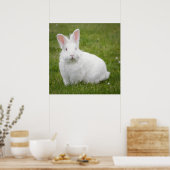 poster photo lapin lapin (Cuisine)