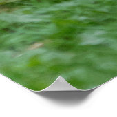 poster photo lapin sauvage (Coin)