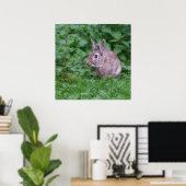 poster photo lapin sauvage (Bureau à domicile)