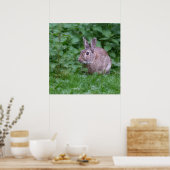 poster photo lapin sauvage (Cuisine)