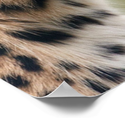 Poster Photo léopard (Coin)